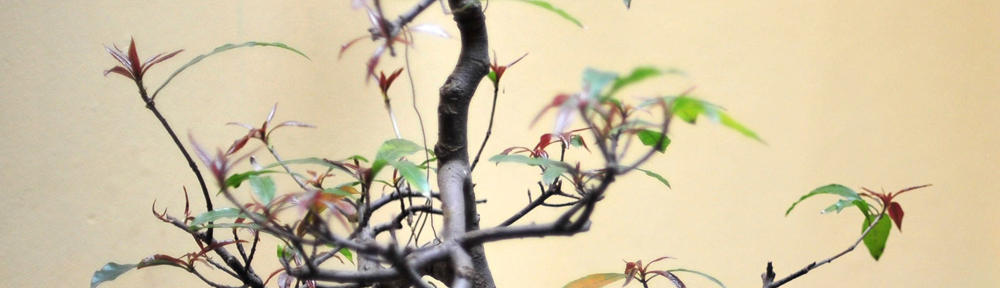 Schwäbischer Albverein | Ortsgruppe Suppingen